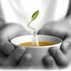imageTea Forte Sencha Green Tea Event Box Bulk Pack of 40 Pyramid Infuser Tea Sachets for All OccasionsMint