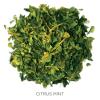 imageTea Forte Organic Herbal Tea Makes 3550 Cups 212 Ounce Loose Leaf Tea Canister Belgian MintCitrus Mint