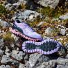 imageMizuno Mens Trail Running ShoePastel Lilac White Sun Kissed Coral