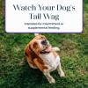 imageBlue Buffalo Basics Dog Biscuits Skin ampamp Stomach Care Crunchy Dog Treats Turkey Recipe 6oz BagTurkey  Potato