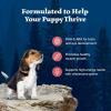 imageBlue Buffalo Wilderness HighProtein Natural Dry Food for Puppies Salmon Recipe 45lb BagSalmon plus Wholesome Grains